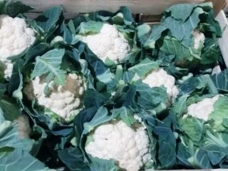 Kupię warzywa świeże, kalafiora, brokuł, zapraszam do współpracy producentów