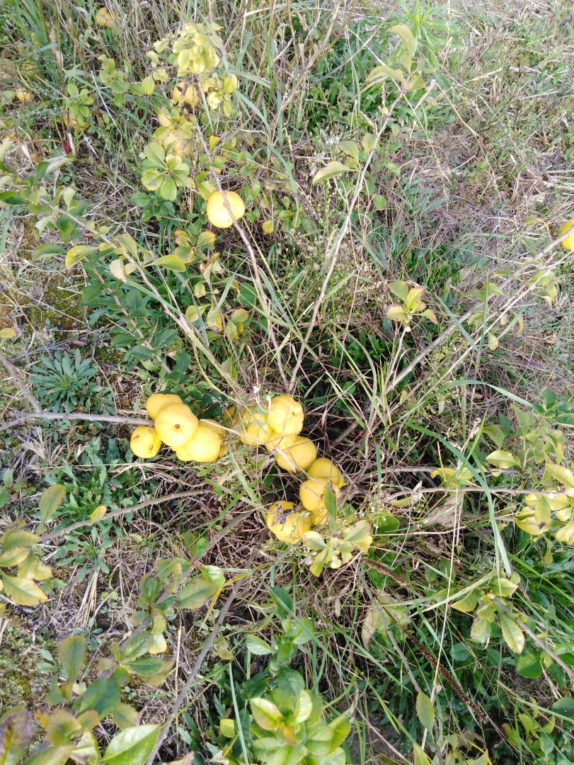 Sprzedam owoc pigwowca japońskiego pochodzący z ekologicznej plantacji