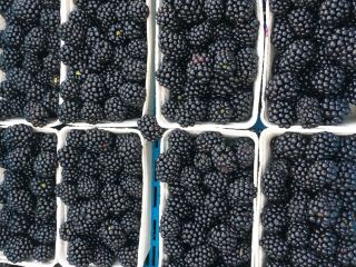 Sprzedam jeżynę po 500 g. Dziennie zbieram 400 kg.