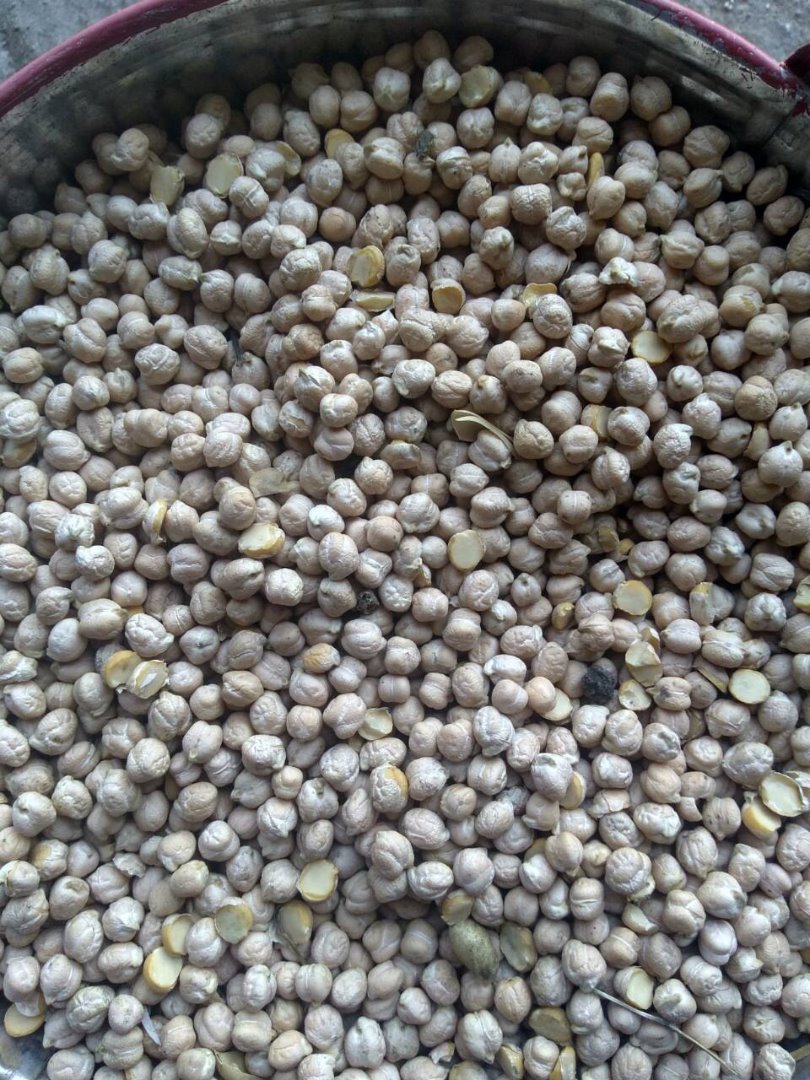własna produkcja ukraińska (2018), wielkość nasion: 8-12 mm; waga 1000 nasion = 480g; świetna jakość (czystość 99%, brak złamanego jądra); możliwa dostawa w