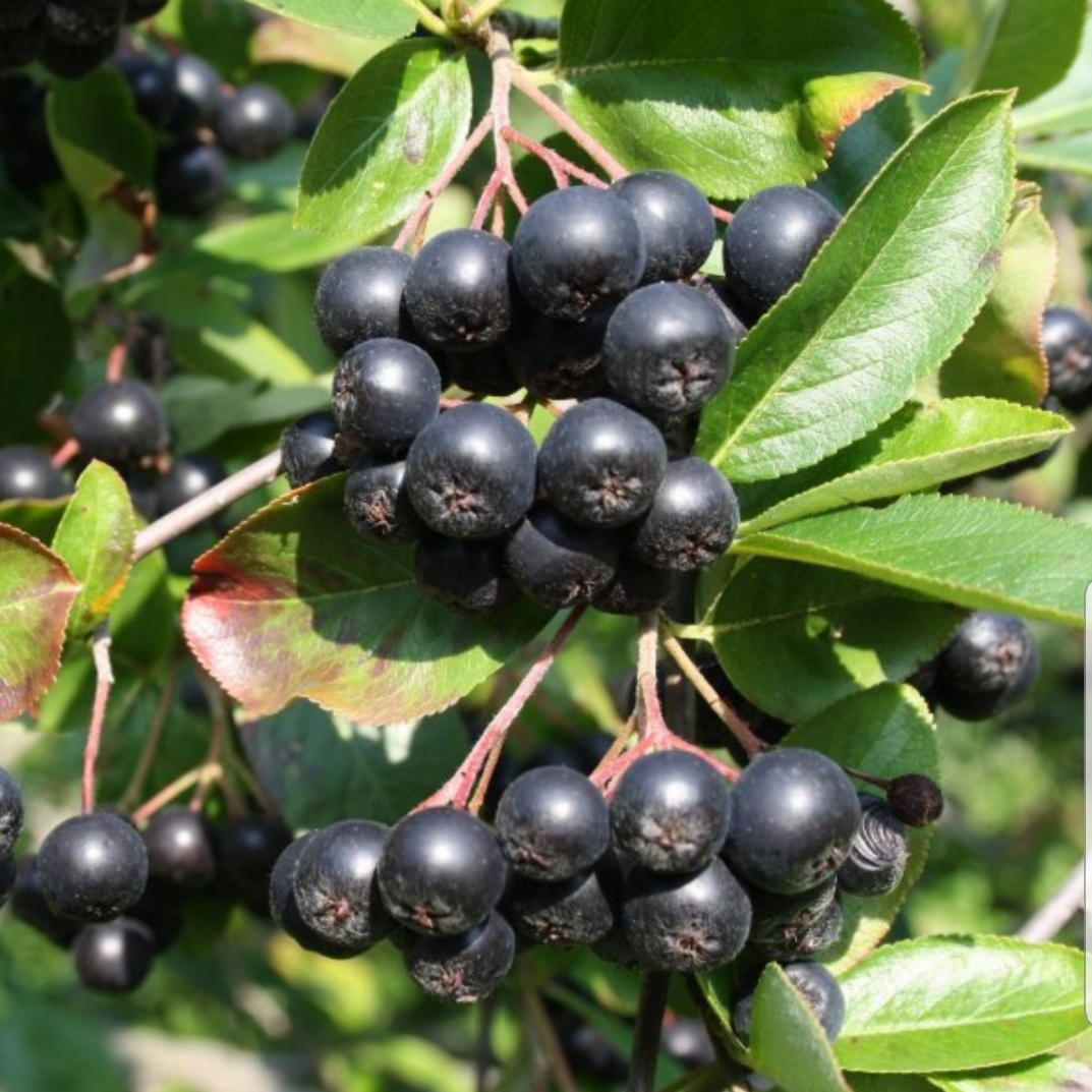 Aronia z certyfikatem ekologicznym bardzo słodka 22do28 brixuw cena na krzaku Nasadzenia do zbioru maszynowego