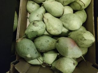 Sprzedam gruszkę przemysłową, lukasówka, odbiór w Grójcu