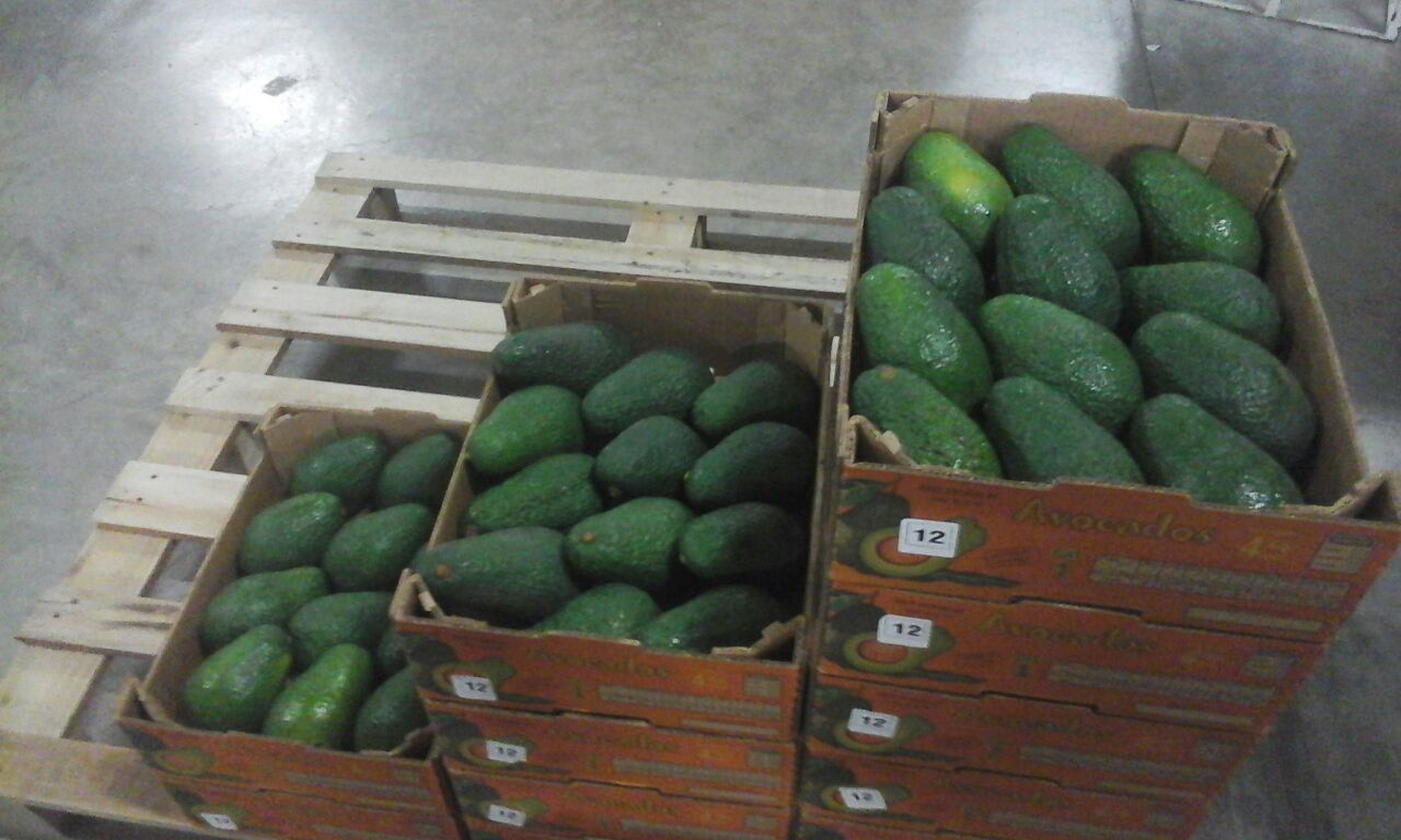 Esta variedad de Palta presenta de tamaño mediano, oscila en promedio entre 200 y 350 gramos