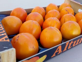 Duży producent sprzedaje owoce persimmon. Owoce bardzo dobrej jakości.