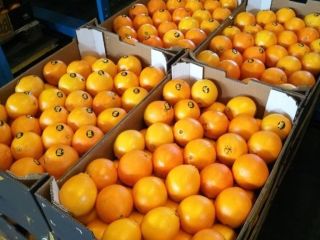 Sprzedam pomarancze, import z Hiszpanii. Atrakcyjna cena. Opakowanie dowolne.