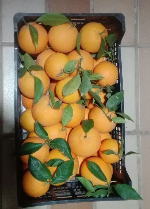 Sprzedam pomarańcze, import z Hiszpanii, prosto z pola, świeże, ładne, z liśćmi lub bez, ilości hurtowe
