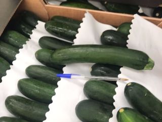 Sprzedam cukinię, import z Hiszpanii, ładna, świeża, G21/28, karton