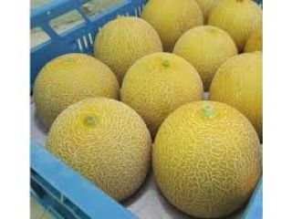 Sprzedam melony - kantalupa - import z Brazylii. Opakowanie