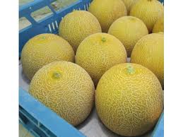Sprzedam melony - kantalupa - import z Brazylii
