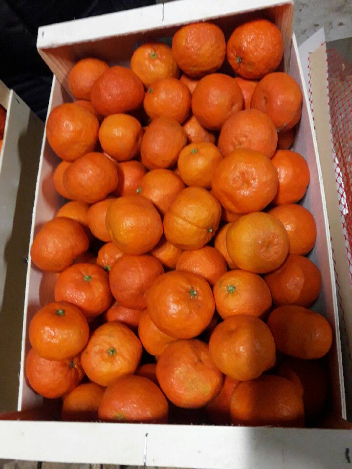 Sprzedam mandarynki, II klasa, import z Hiszpanii, karton 10 kg