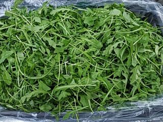 Rukola świeża, ładna, import z Włoch. Odbiór w Grójcu.