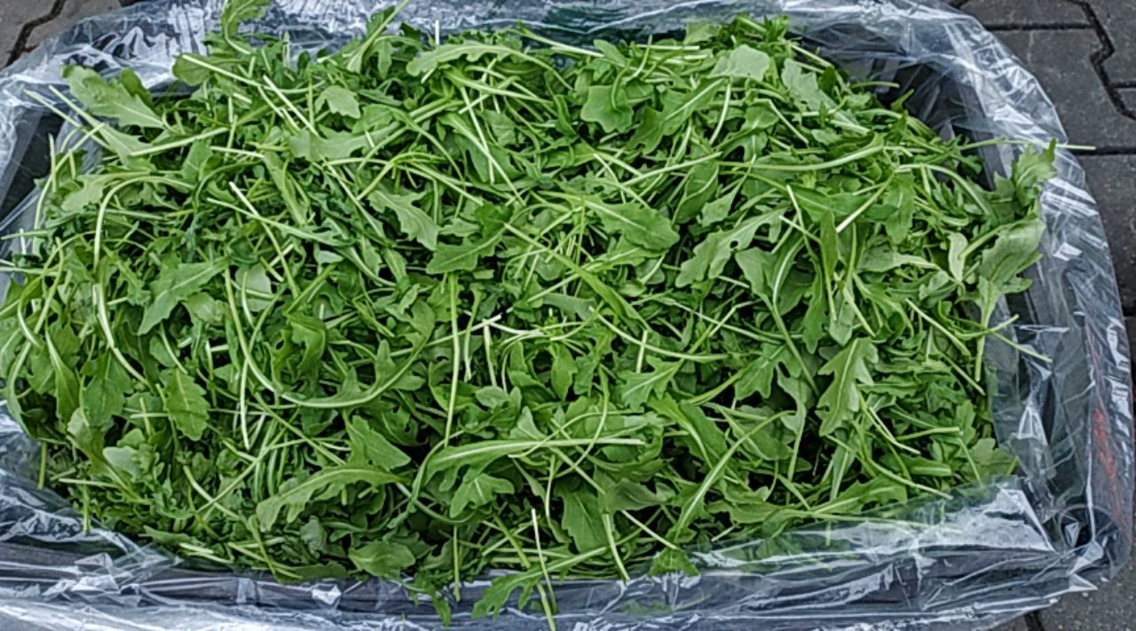 Rukola świeża, ładna, import z Włoch