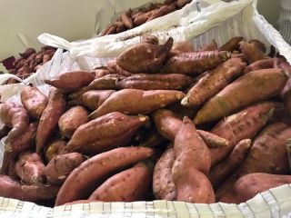 Sprzedam bataty, odmiana: bearegard, przemysłowe, pomarańczowe, kolor: pomarańczowy. Ilość: