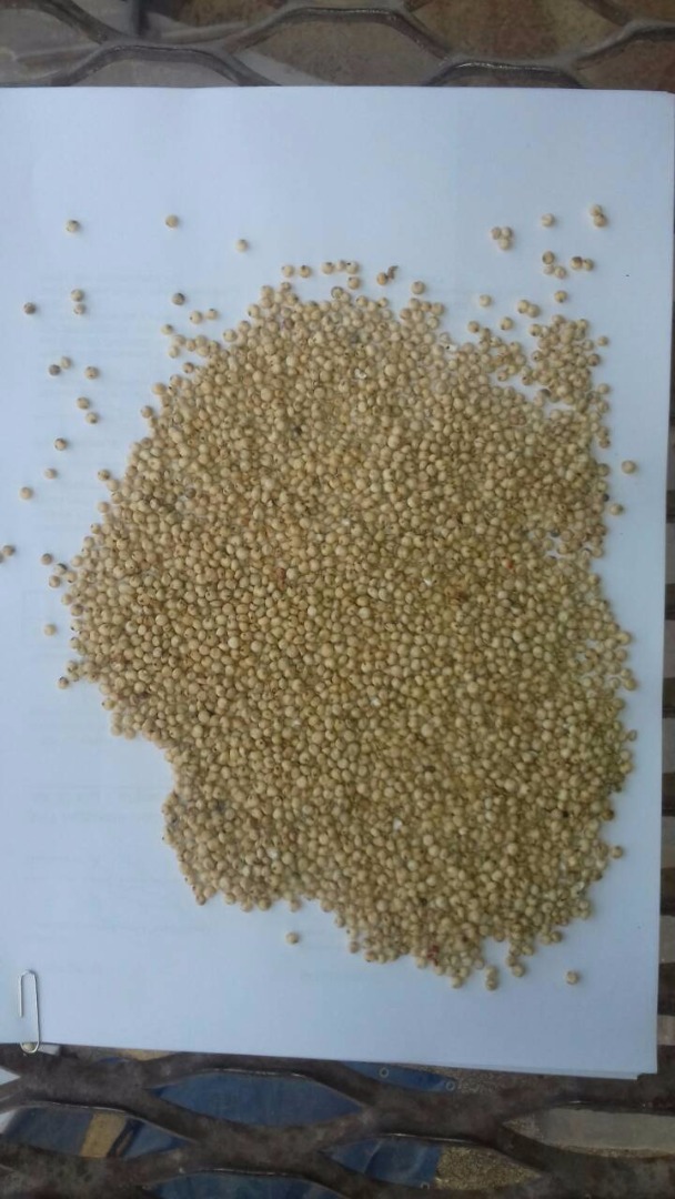 Sprzedamy nastepne zboza: pszenice, kukurydze, soje, srute sojowa, rzepak, sorgo biale, sorgo czerwone, owies paszowy i konsumpcyjny, lubin, siemie lniane