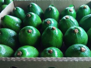 Firma BOS Food International prowadzi sprzedaż owoców egzotycznych -