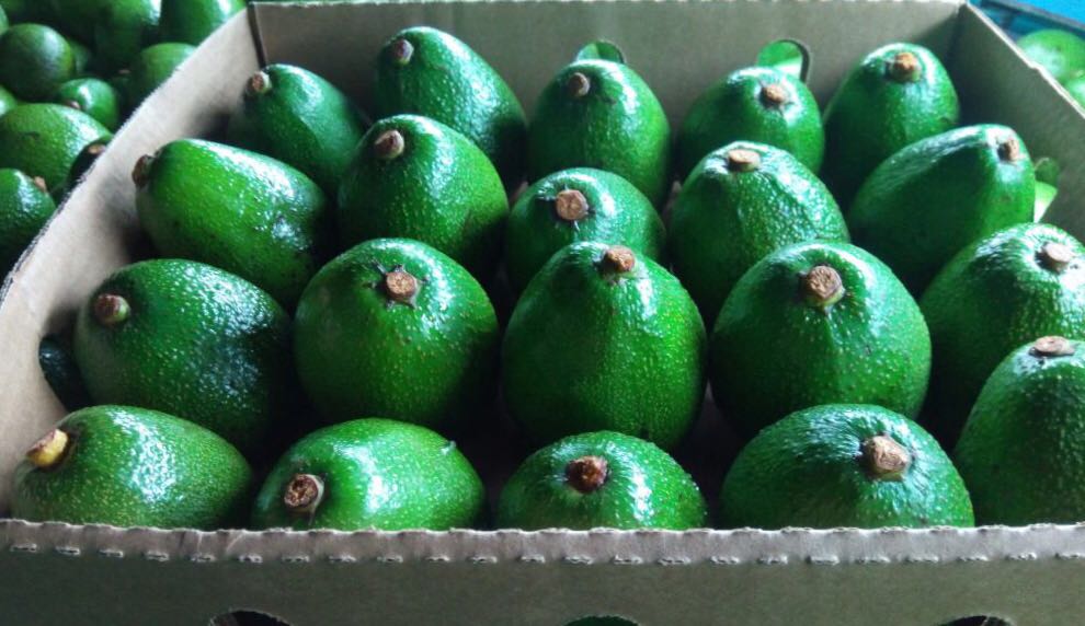 Firma BOS Food International prowadzi sprzedaż owoców egzotycznych - awokado Hass i Fuerte oraz markui ciemnej, importowanych z Afryki