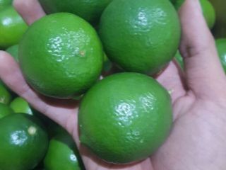 Limonki Kraj pochodzenia Wietnam 1500$ cif Koper