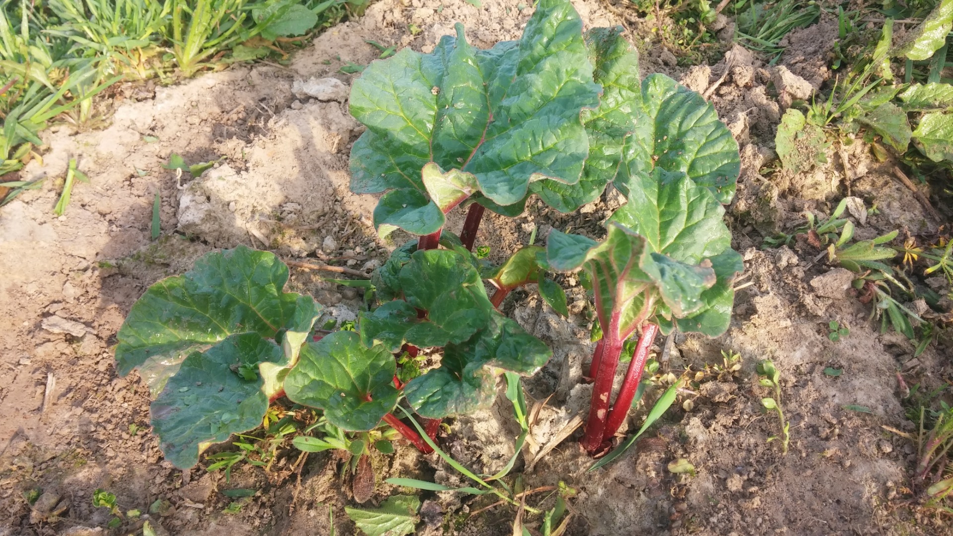 RABARBAR MALINOWY, maj 2019 sprzedam