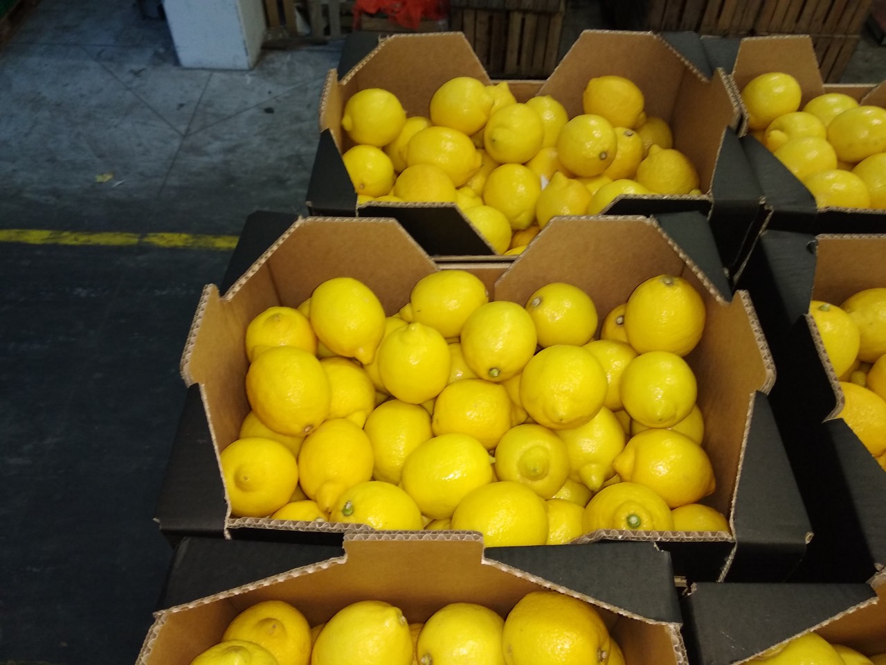 Cytryna świeża, ładna, I klasa, import z Hiszpanii, 5-10 ton, magazyn w Grójcu