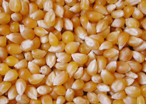 Żółty / biały kukurydza / kukurydza dla paszy dla zwierząt klasy A Najlepsza jakość Grade 1 Yellow Corn & White Corn / Maize dla paszy dla ludzi i zwierząt w