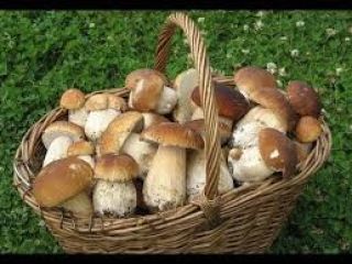 Sprzedam grzyby świeże i suszone w okresie grzybobrania 2019