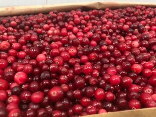 Certyfikat Organiczna klasa A . Produkt jest świeżo mrożony.