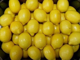 Fresh Lemon na sprzedaż skontaktuj się z nami poprzez