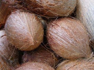 i will sell Semi Husked Coconut from Germany, (
