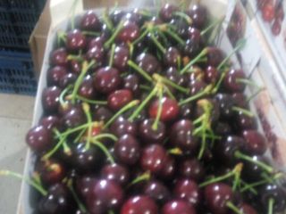i will sell Fresh Cherries ,( ) please contact