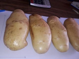 WhatsApp po więcej szczegółów: Zapraszamy do przeglądania Fresh Potato-Shepody,