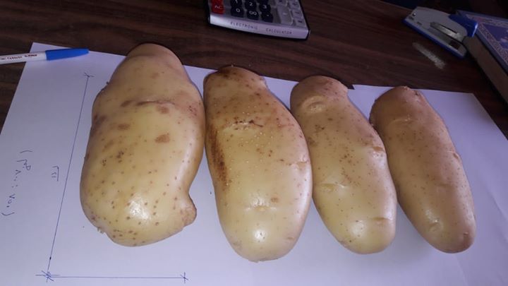 WhatsApp po więcej szczegółów: Zapraszamy do przeglądania Fresh Potato-Shepody, Holland, Atlantic! Uważna obsługa naszego dobrze wyszkolonego personelu jest