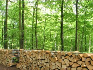 Ukraina. Drewno opalowe 15 zl/m3, zrzyny tartaczne 4 zl/m3