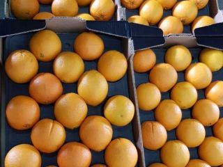 SPRZEDAM POMARAŃCZE SOKOWE ,ODMIANA - VALENCJA CENA Z DOSTAWĄ