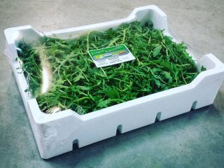 Rucola! Skontaktuj się z nami, aby uzyskać więcej informacji!
