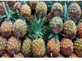 Ananas (Ananas comosus) jest rośliną tropikalną z jadalnym owocem