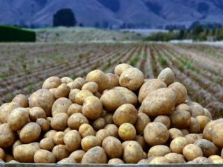 Ziemniak Cebula Uzbekistan Pochodzenie Kapusta gatunku Jesteśmy zwolnionymi produktami