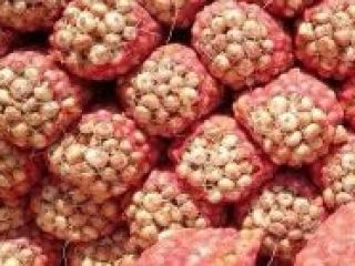 Originświeża cebula: 1. Pochodzenie: Niemcy 2. opakowanie: 10 kg