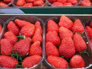 Fresh strawberries for sale All available varieties please contact