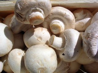 We are Agro base in Denmark ,we supply mainly