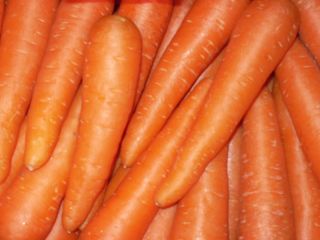 Product name Wholesalen Sell sell fresh carrot Variety Carrot