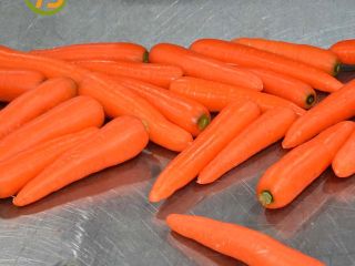 Product Name Carrot Style Fresh Color Fresh Red,Bright Red