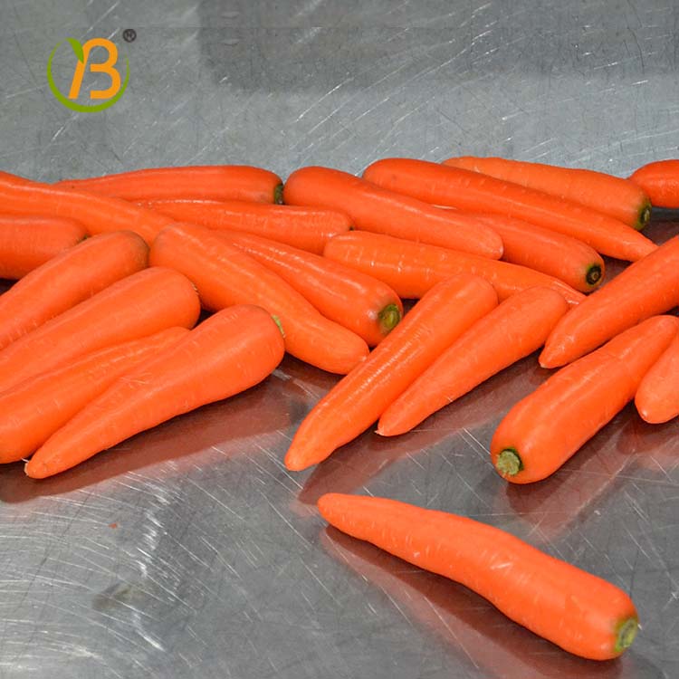 Product Name Carrot Style Fresh Color Fresh Red,Bright Red orange Characteristic no soil, no bud, no rotten, no mouldy, no insect, no broken ones Certification