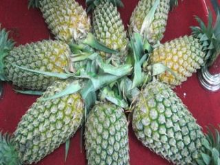 Product Name 100% export oriented fresh Organic Pineapple Origin: