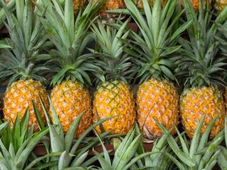 Grades of Pineapples we have available 1. U.S. Fancy