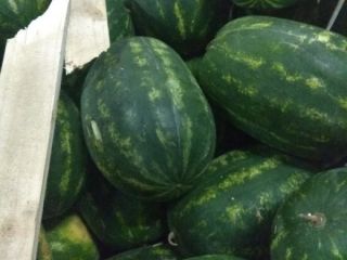 Zbieramy zamówienia na arbuza odmiany czerwony , kaliber 6-7