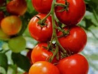 jesteśmy wiodącymi producentami wszystkich rodzajów świeżych warzyw na świecie,