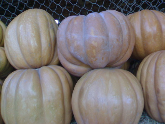 Drogi Cenny Nabywca, Jesteśmy jednym z wiodących eksporterów produktów Fresh Pumpkin, food i breaters