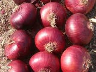 Jesteśmy wiodącymi producentami wszelkiego rodzaju świeżych warzyw na świecie,
