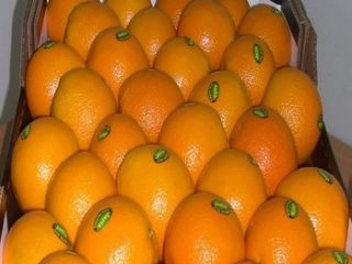 Fresh Fresh Orange na sprzedaż Rozmiary: 44/48/56/64/72/80/88/100/113/125 Uszczelka: Standardowe