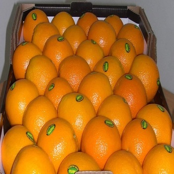 Fresh Fresh Orange na sprzedaż Rozmiary: 44/48/56/64/72/80/88/100/113/125 Uszczelka: Standardowe kartony Waga netto 15 kg, masa brutto 16 kg / karton Wysyłka
